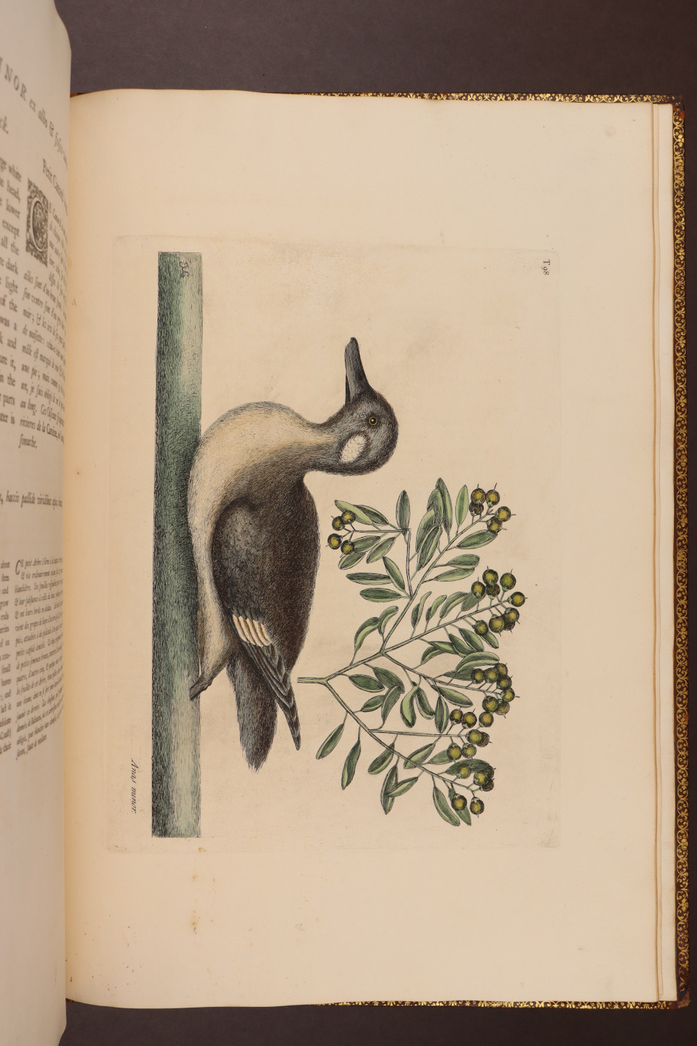Plate 98